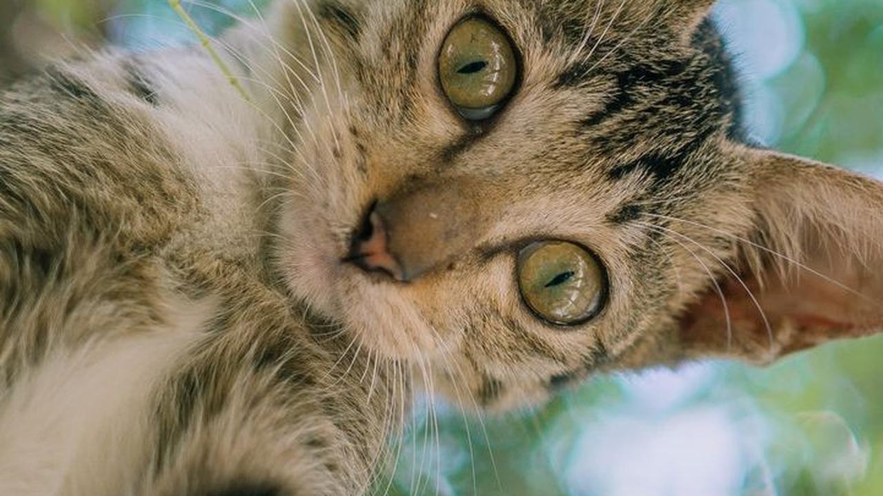 Nama Kucing Lucu Antimainstream<br>