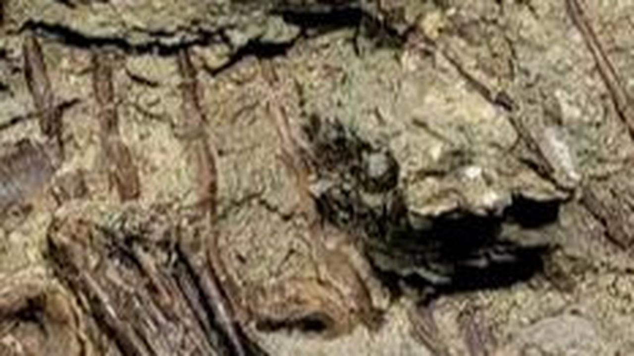 Fosil Makanan Terakhir T-Rex Muda