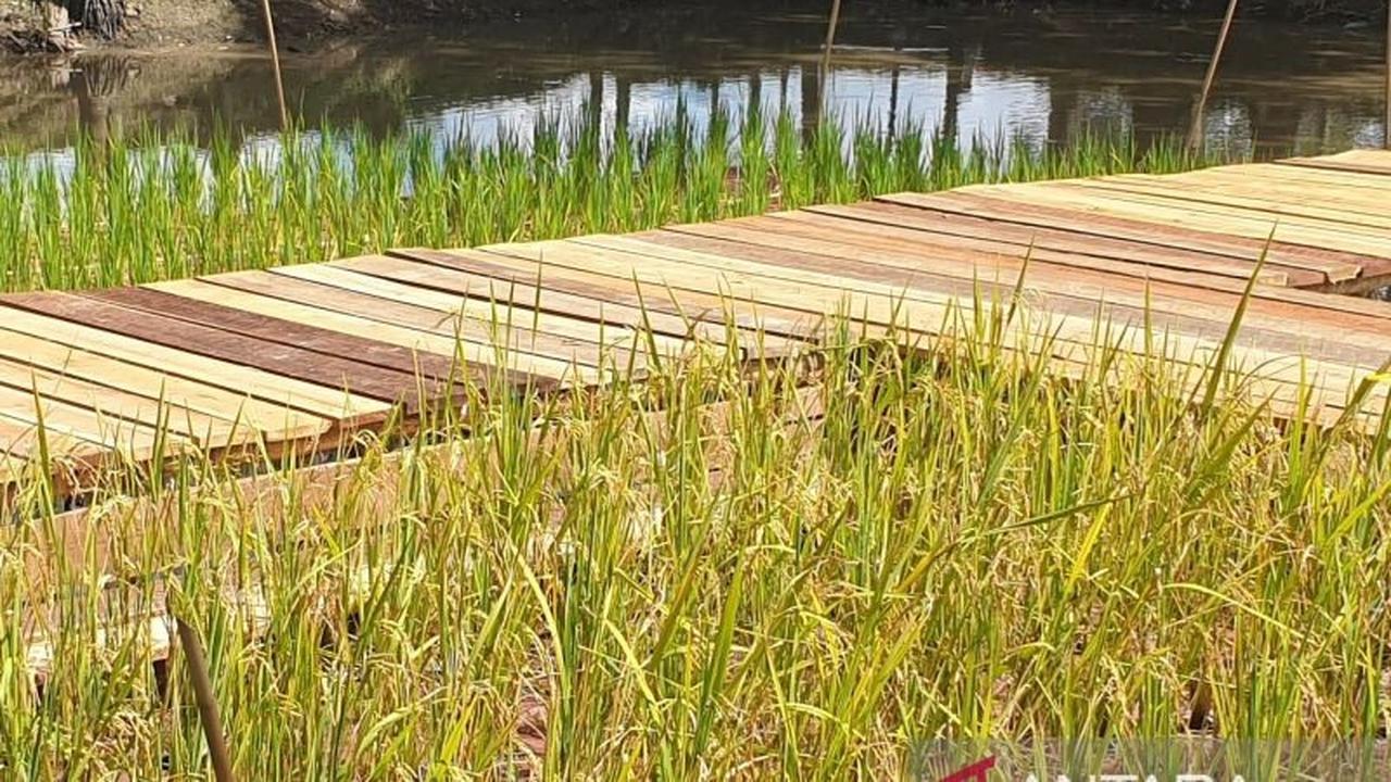 Pemkot Palembang Genjot Optimalisasi Sawah 3.000 Hektare Demi Ketahanan Pangan Daerah
