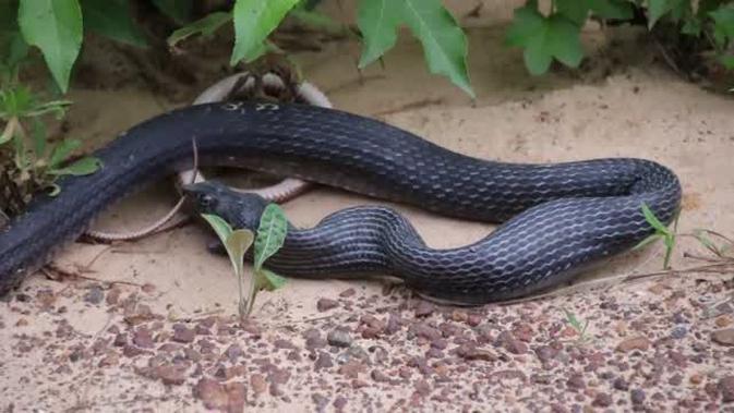 Voyaga etgan, gozal ayollarning porno foto galereyasi