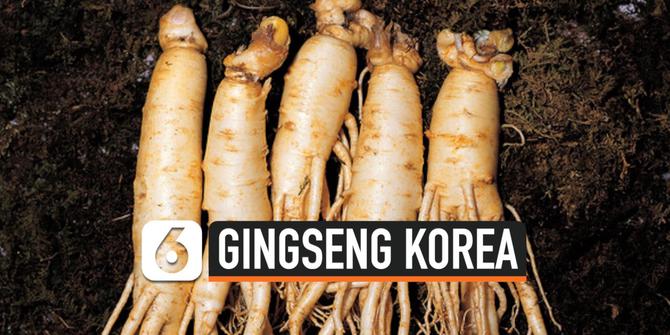 VIDEO: Gingseng Korea Semakin Populer di Mata Dunia