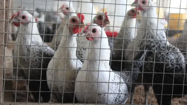 Ayam Sembawa