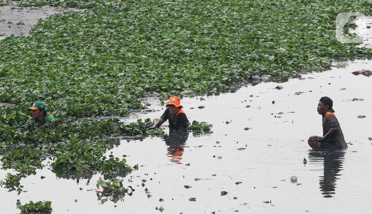 Pembersihan ini mengerahkan sebanyak 50 petugas. (Liputan6.com/Herman Zakharia)