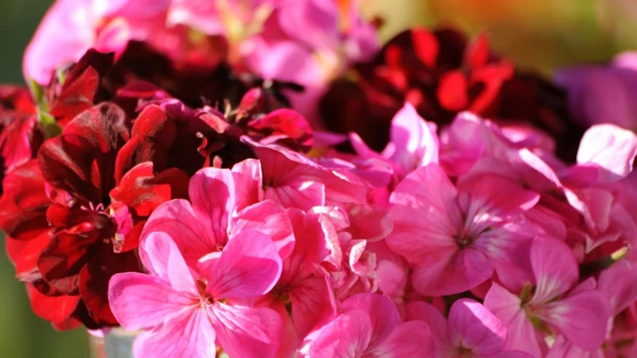 Punya Segudang Khasiat, Simak 7 Manfaat Bunga Geranium untuk Kesehatan
