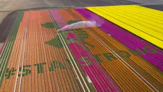 Nursery S. Schouten membuat karya seni berisi pesan dukungan bertulis ‘#StayStrong’ untuk melawan virus corona COVID-19 di ladang tulip di Bant, Belanda, Minggu (26/4/2020). Karya seni ini terbuat dari tiga juta bunga tulip. (AP Phto/Stef Hoffer)
