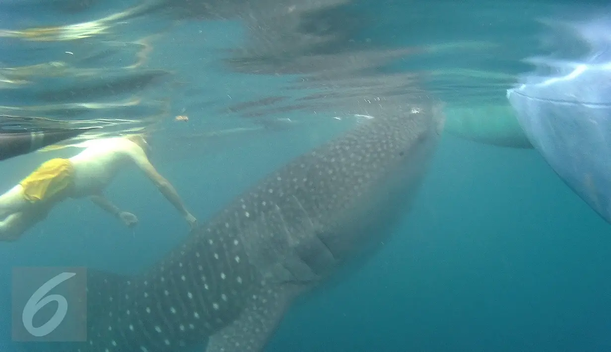 Petugas berenang bersama Hiu Paus (Shark Whale) di Desa Botu Barani, Kabupaten Bone Bolango, Gorontalo, Senin (4/7). Kehadiran Hiu Paus menjadi sorotan wisatawan lokal dan mancanegara. (Liputan6.com/herman Zakharia)