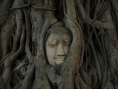 Wajah patung Buddha terlihat di antara akar pohon di kuil Wat Mahathat, Ayutthaya, Thailand (25/12/2015). Patung kepala Buddha ini telah ada sejak Kerajaan Ayutthaya runtuh akhir abad ke-18. (REUTERS/Jorge Silva)
