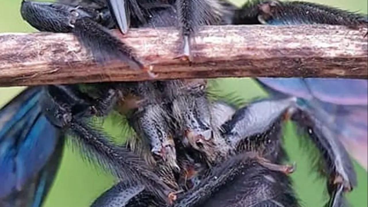 Black Soldier Fly Solusi Sampah Sisa Makanan