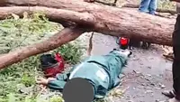 Tragis, Penyuluh KB Manggarai Tewas Tertimpa Pohon Saat Menuju Lokasi Tugas