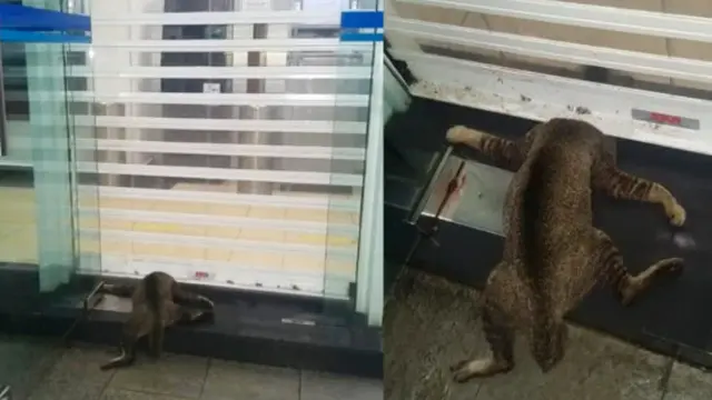 Menyayat Hati, Viral Foto Kucing Mati Mengenaskan Sengaja Dijepit di Pintu ATM