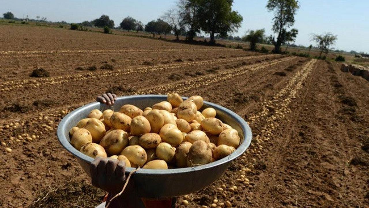 Ilustrasi kentang (AFP)