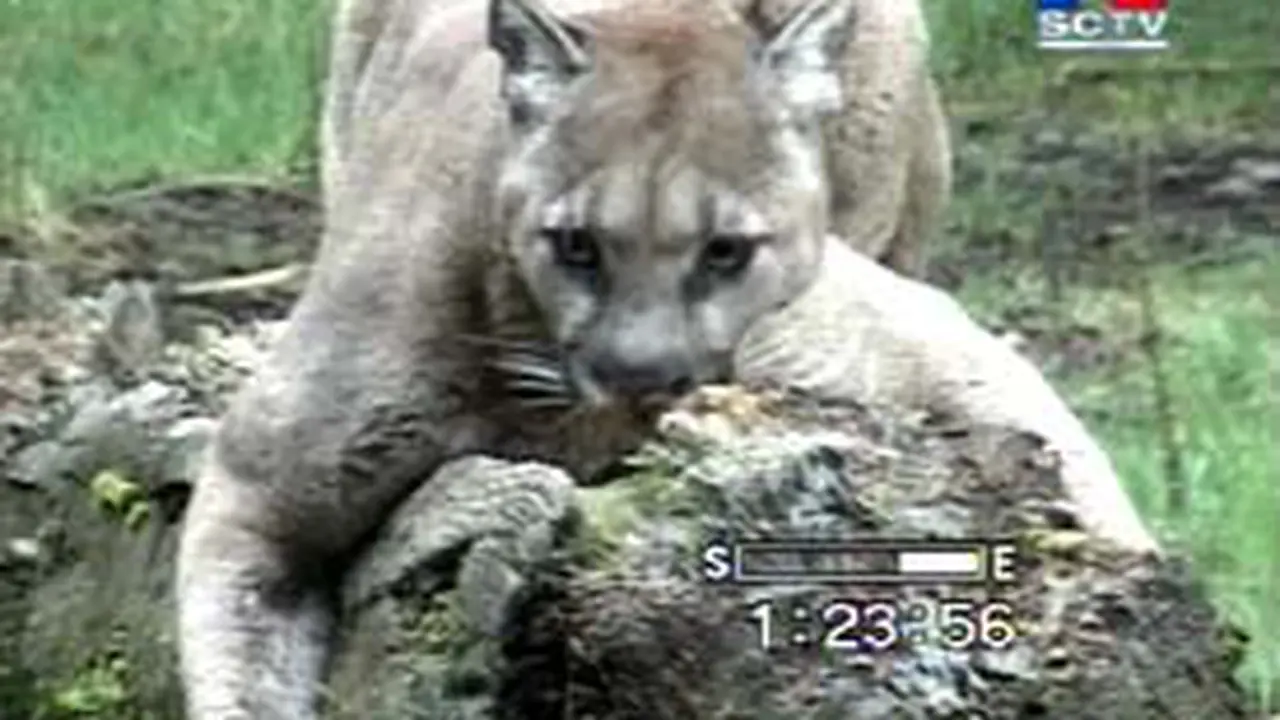 030904bSatwa.jpg