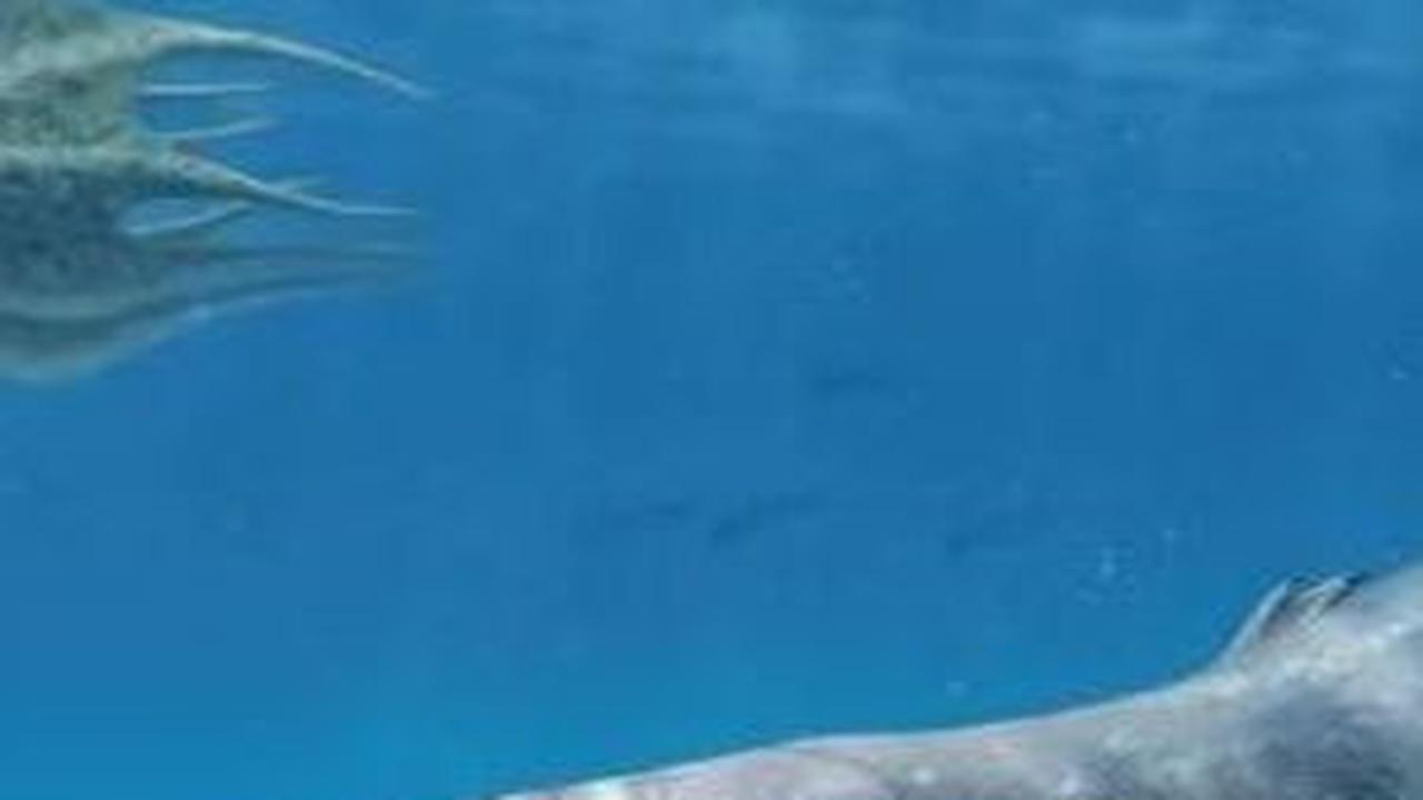 Para Ahli Sepakat Dinocephalosaurus Adalah Reptil Laut, Bahkan Berkembang Biak di Air