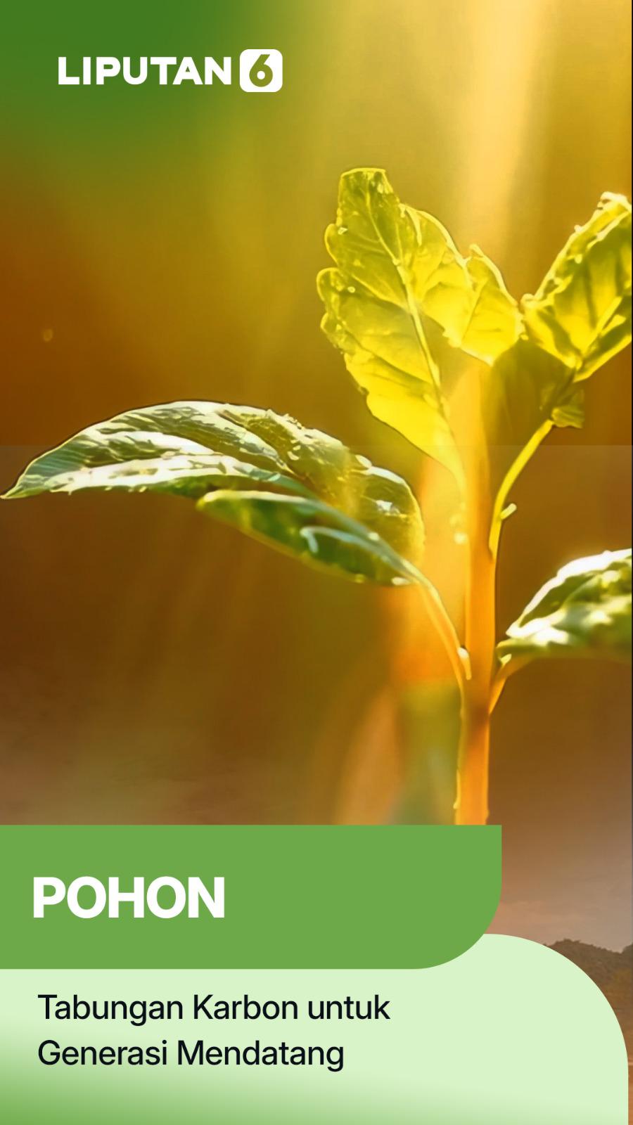 Pohon, Tabungan Karbon untuk Generasi Mendatang