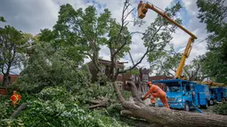 Petugas membenahi pohon tumbang akibat tornado yang menghalangi jalan di  Montreal Notre-Dame-de-Grace, Quebec, Rabu (23/8). Beberapa wilayah Kanada sudah dilanda petir serta hujan badai sejak Selasa (22/8). (Peter McCabe/The Canadian Press via AP)