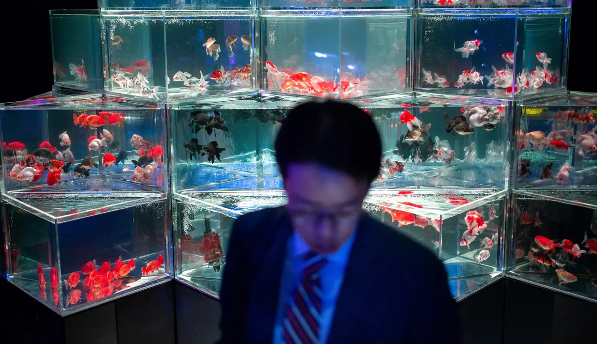 Seorang pria melihat ikan mas selama pratinjau pers dari pameran EDO Nihonbashi Art Aquarium 2018 di Tokyo, Jepang (5/7). Pameran tahunan di Tokyo ini akan dibuka untuk umum mulai 6 Juli hingga 24 September 2018. (AFP Photo/Martin Bureau)