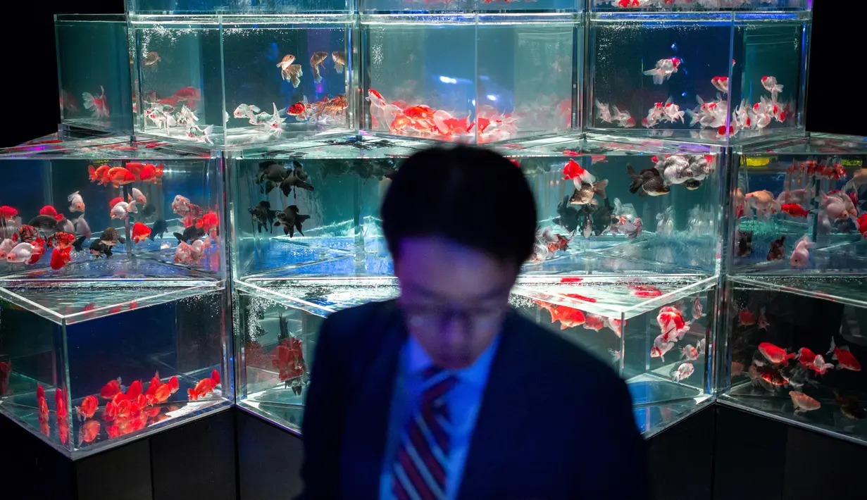Seorang pria melihat ikan mas selama pratinjau pers dari pameran EDO Nihonbashi Art Aquarium 2018 di Tokyo, Jepang (5/7). Pameran tahunan di Tokyo ini akan dibuka untuk umum mulai 6 Juli hingga 24 September 2018. (AFP Photo/Martin Bureau)