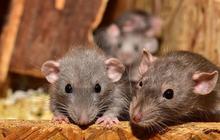 8 Metode Menghilangkan Tikus dari Rumah Secara Permanen: Tanpa Racun, Aman bagi Anak-anak