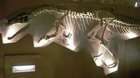 Kerangka Dinosaurus Baryonyx. (Creative Commons)