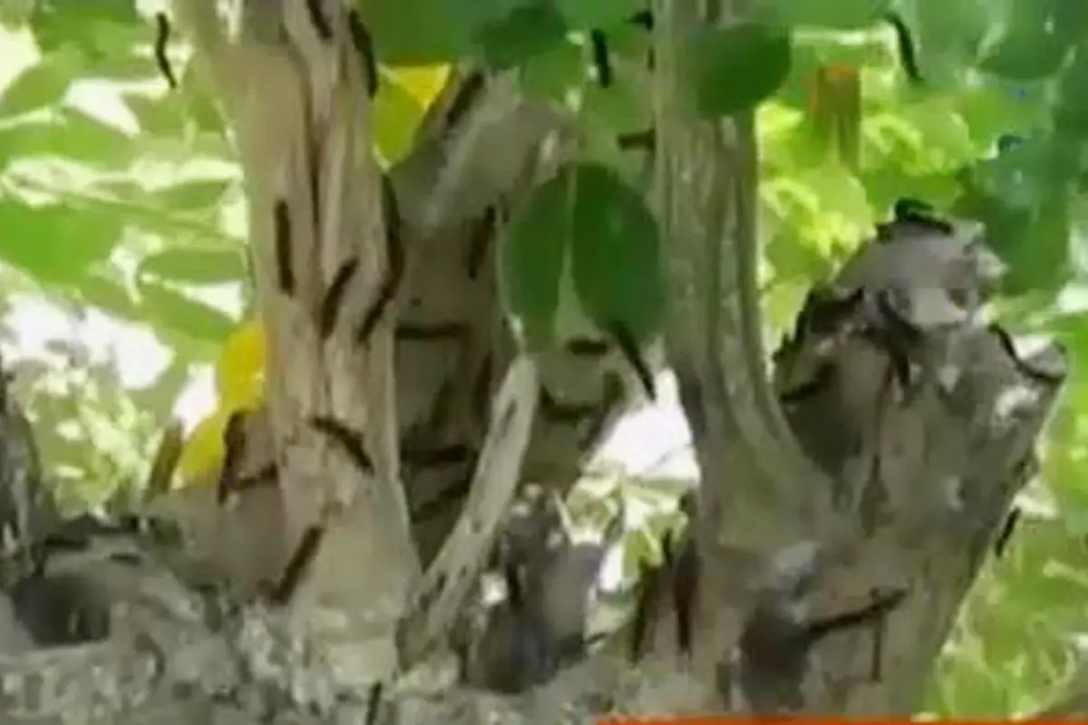VIDEO: 3 Desa di Lamongan Diserbu Ribuan Ulat Bulu