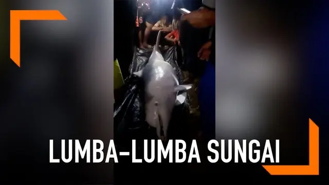 Dua ekor lumba-lumba menampakkan diri di Sungai Kualuh, Sumatera Utara. Namun sayang satu ekor lumba-lumba tersebut ditemukan mati.