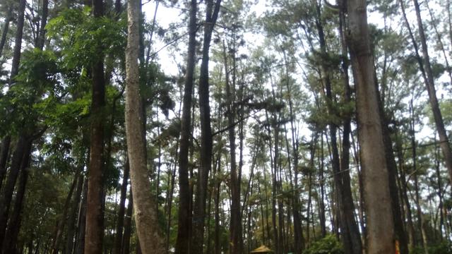 Wisata Hutan Pinus di Tengah Kota Palembang