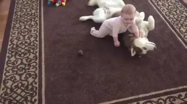 Siberian husky bermain dengan bayi.