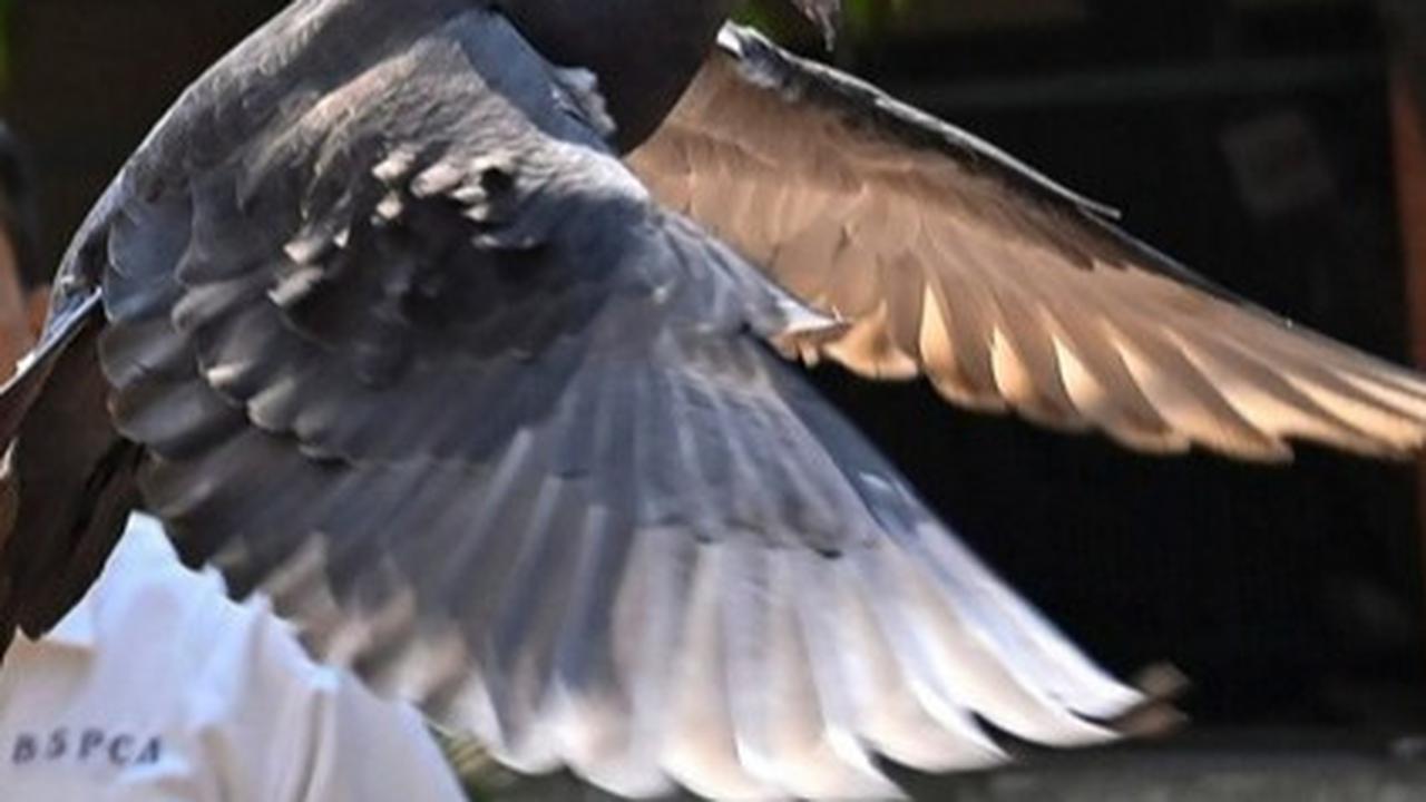 Seekor burung merpati yang dicurigai menjadi mata-mata China di India akhirnya dibebaskan (AP/Anshuman Poyrekar)