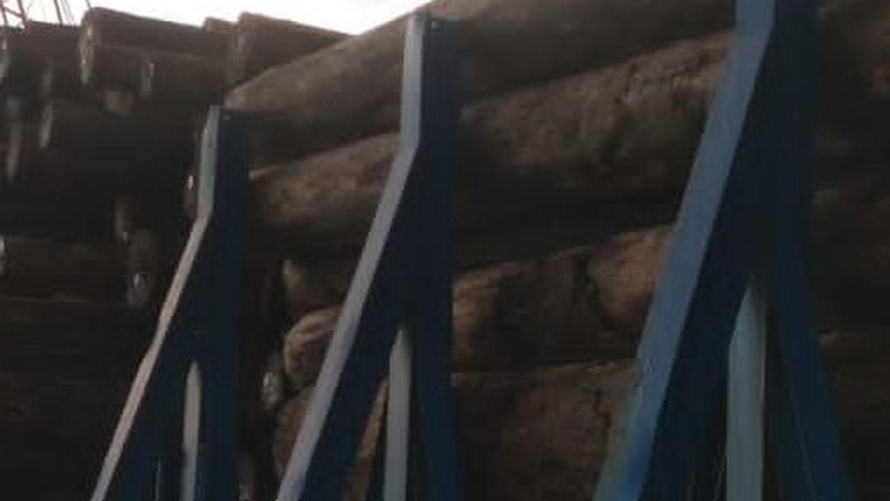Sengketa Tahan Ulayat di Balik Penyitaan Ribuan Kubik Kayu di Hutan Mentawai