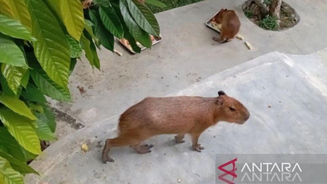 Kapibara "Mas Bro" Jadi Magnet Baru Pengunjung di THPS Pematang Siantar