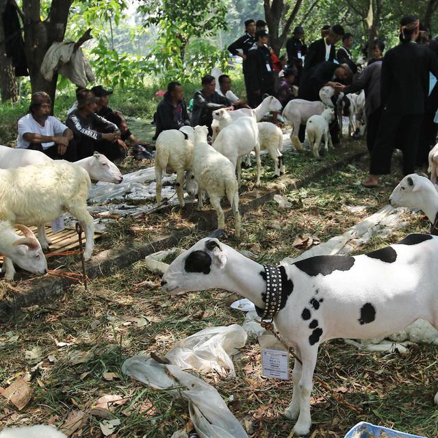 Dompet Dhuafa Gandeng Milenial Kembangkan Sentra Peternakan Kambing Bisnis Liputan6 Com