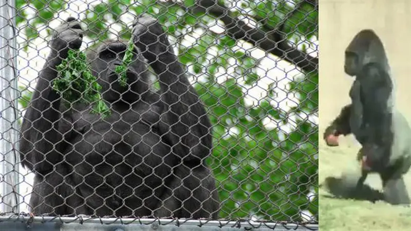 Berjalan Layaknya Manusia, Gorila di Kebun Binatang Philadelphia Viral
