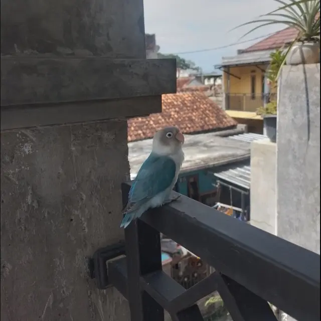 6 Potret Burung Nyasar ke Rumah Ini Bikin Kasihan Jika Harus Diusir