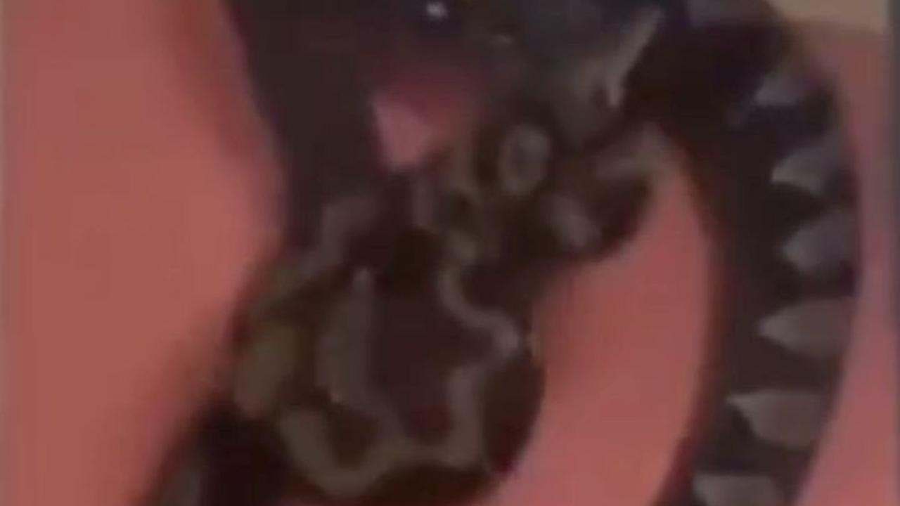 Brak! 3 Ular Piton Besar Jatuh dari Plafon Rumah Warga, Bikin Petugas Kaget Mundur Teratur