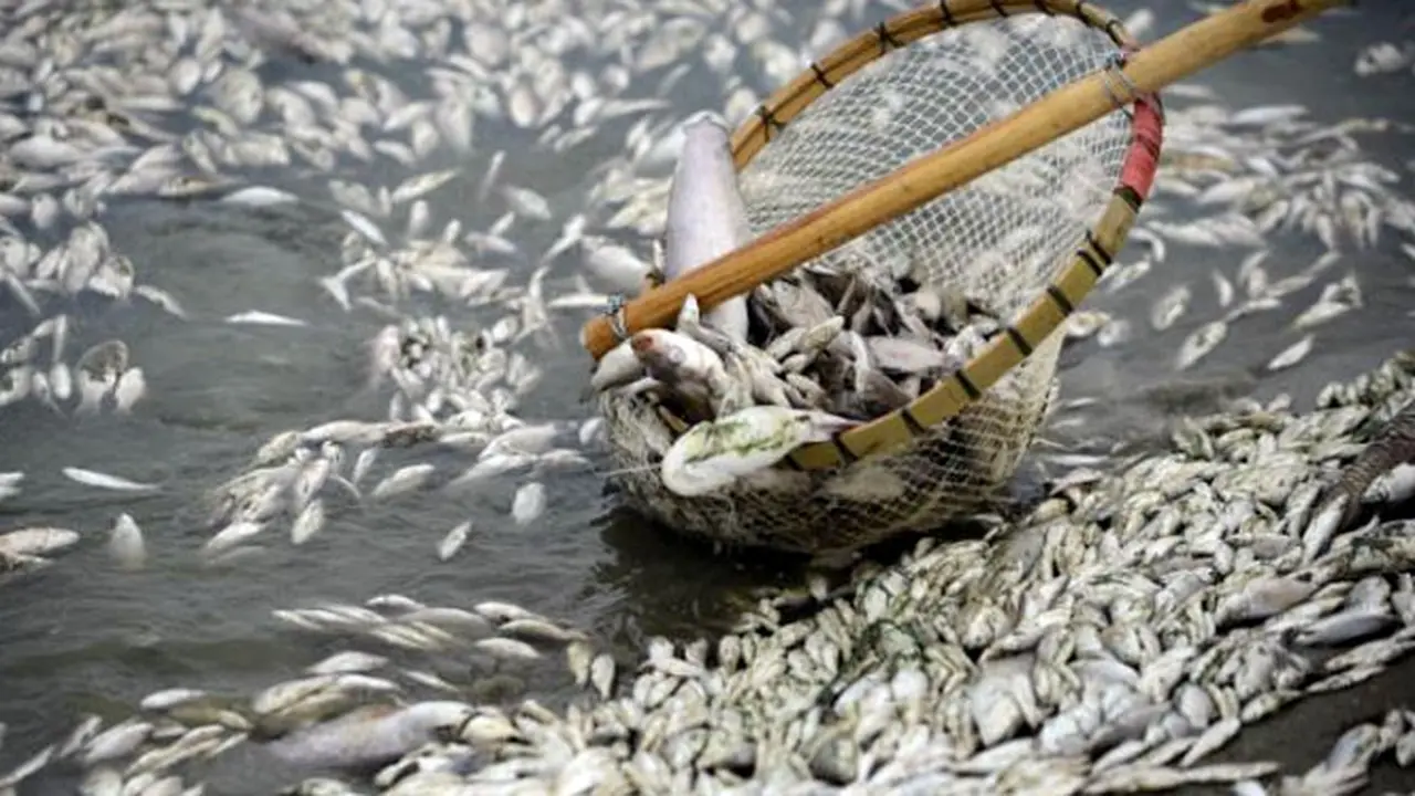 ikan-tercemar-130905b.jpg