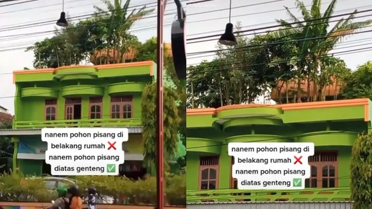 Viral Pohon Pisang Ditanam di Atas Genteng, Bikin Netizen Heboh