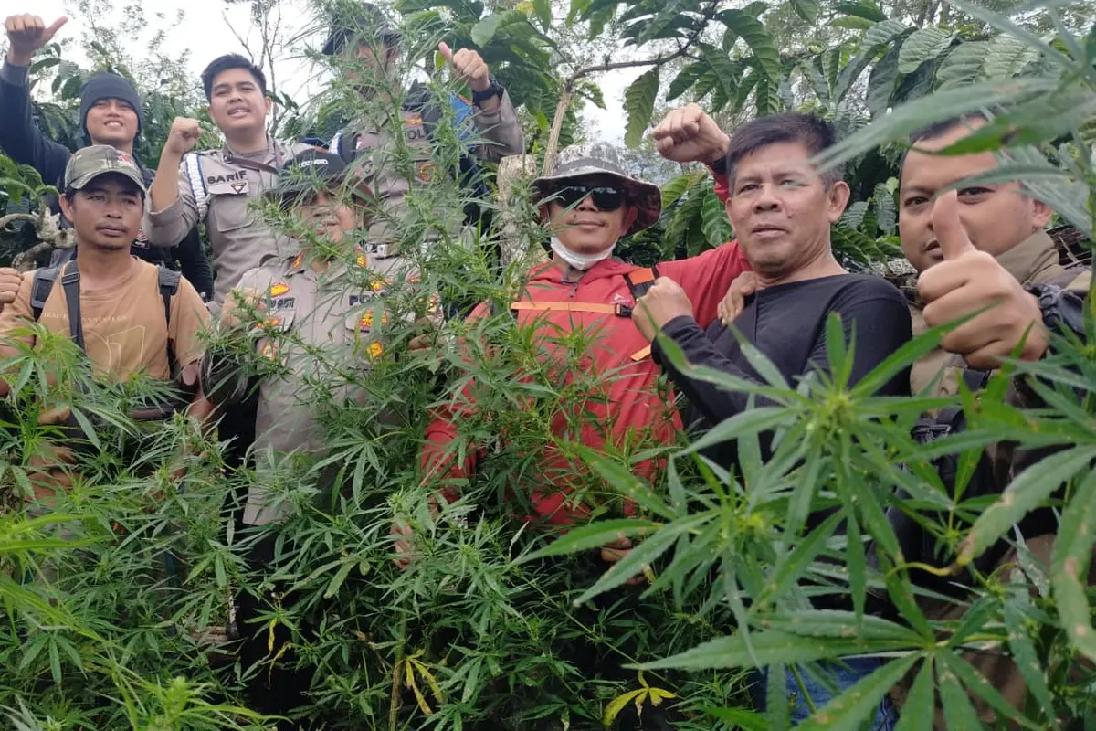 Warga Lahat Tanam Ganja di Kebun Kopi Seluas 1,5 Hektare