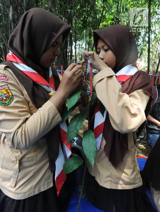 Pelajar mempraktikkan teknik cangkok saat mengikuti kegiatan belajar bersama taruna tani di areal pertanian Karang Taruna Cibinong, Bogor, Kamis (22/11). Kegiatan ini diikuti pelajar, karang taruna, ibu-ibu PKK, dan pengangguran. (Merdeka.com/Arie Basuki)