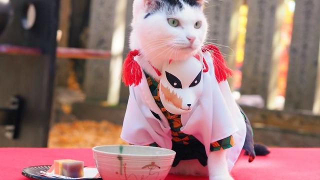 6 Kucing Pakai Baju Karakter Anime Demon Slayer Ini Gemas Banget