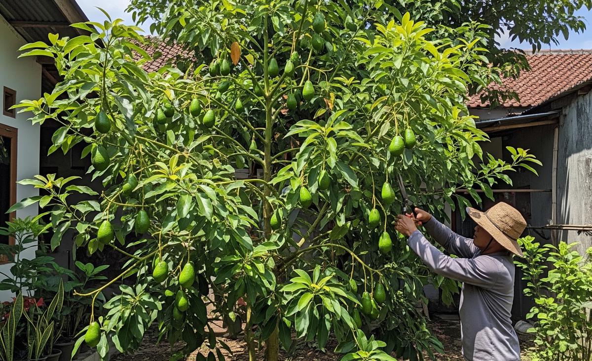 9 Cara Memangkas Pohon Alpukat agar Cepat Berbuah dan Tidak Menjulang