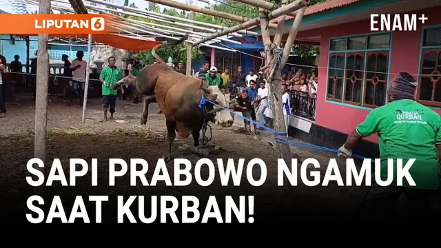VIDEO: Sapi Prabowo Ngamuk! Tiang Penyanggah Patah!