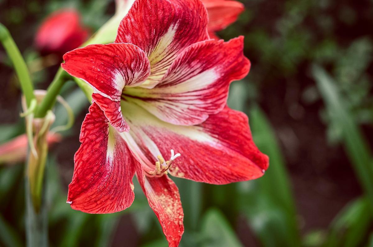 Ilustrasi bunga amaryllis