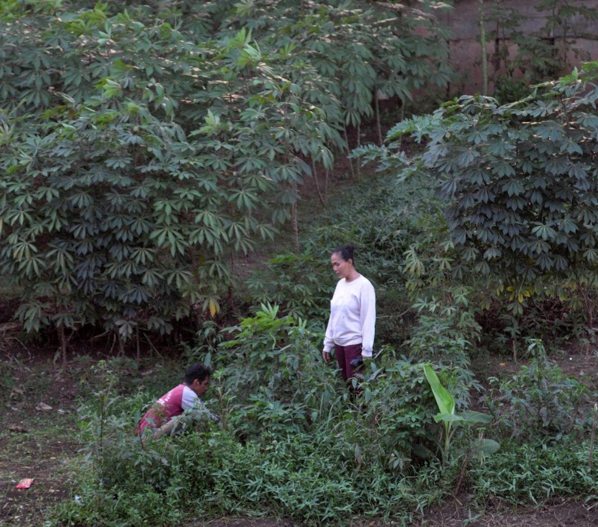 Biasanya hasil panen dari berladang di lahan tersebut diperuntukan untuk warga sekitar ataupun dijual ke warung-warung terdekat. Foto: merdeka.com / Imam Buhori