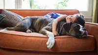 Ternyata, Anjing Tidak Suka Dipeluk, Simak di Sini