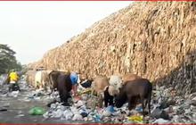 Potret Miris Sapi Makan Sampah di TPA Putri Cempo Solo Jelang Hari Raya Kurban, Berbahaya Jika Dikonsumsi