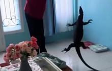 Serba Bisa, Aksi Kurir Paket Bantu Tangkap Biawak Masuk Rumah Ini Viral