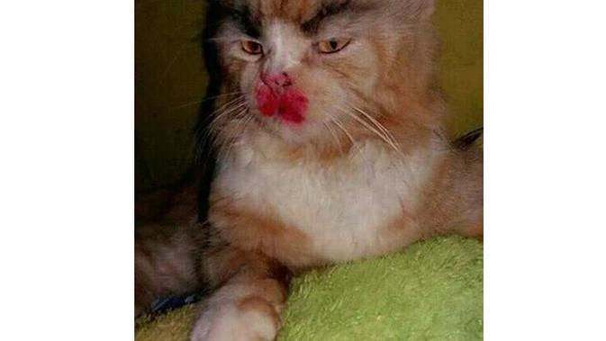 Ini 5 Potret Menggemaskan Saat Kucing Pakai Makeup (sumber: Twitter.com/basecotan)
