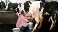 Aktivitas peras susu di KUD Argopuro Probolinggo  (Istimewa)