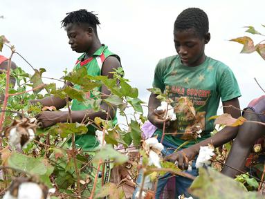 Sejumlah petani memanen kapas di ladang dekat Boromo, Burkina Faso, 19 Oktober 2021. Jutaan orang di Burkina Faso mengandalkan hidupnya dari kapas. (ISSOUF SANOGO/AFP)