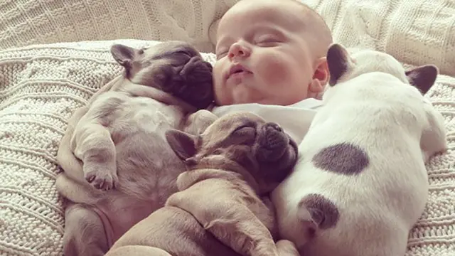 7 Potret Kocak Bayi Tidur Bareng Hewan Peliharaan Ini Gemas